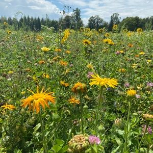 Meet your Posher, Joyce